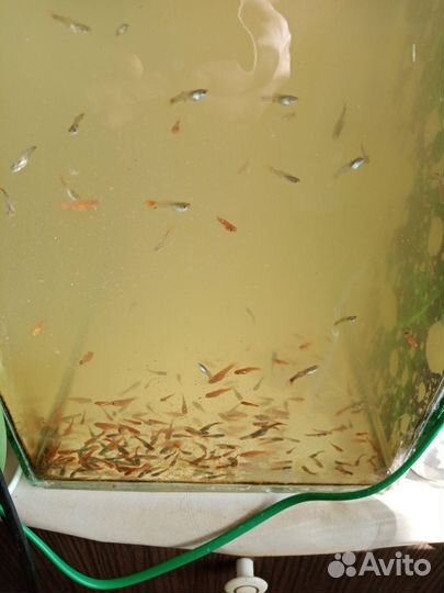 Аквариумные рыбки