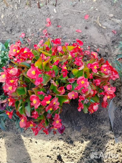 Бегония вечноцветущая