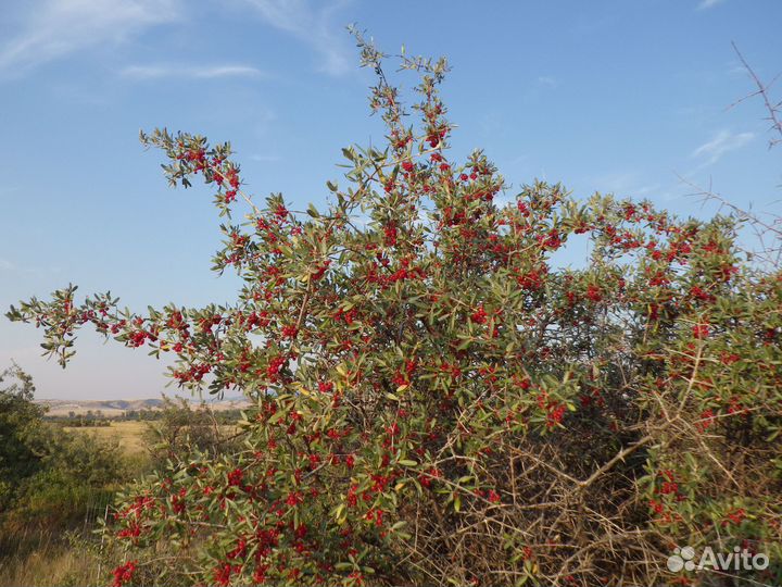 Шефердия серебристая, семена