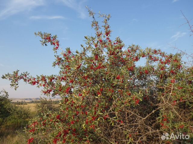 Шефердия серебристая, семена