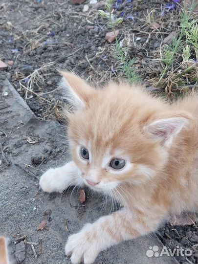 Котята, почти мейн-куны, в добрые руки