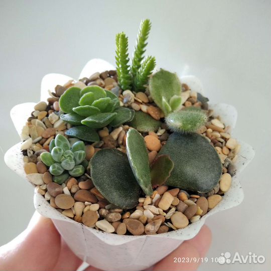 Мини -садик