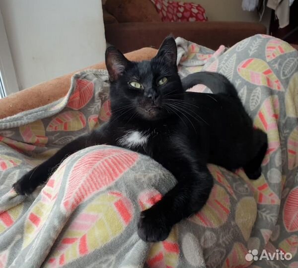 Эталонная кошка Наоми