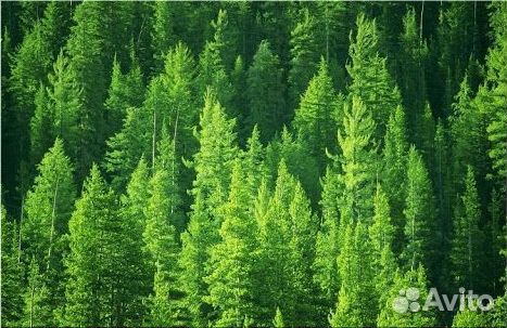 Лиственница