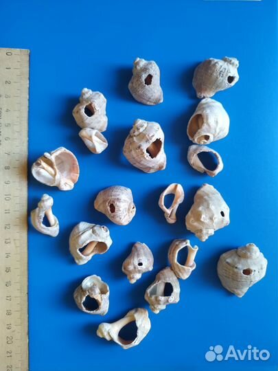 Набор ракушек для творчества/рукоделия