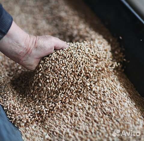 Зерно пшеница ячмень
