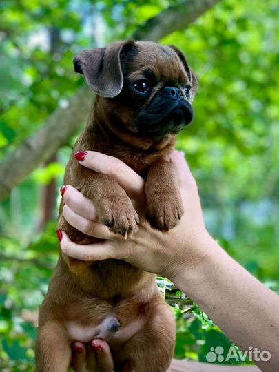 Пти брабансон