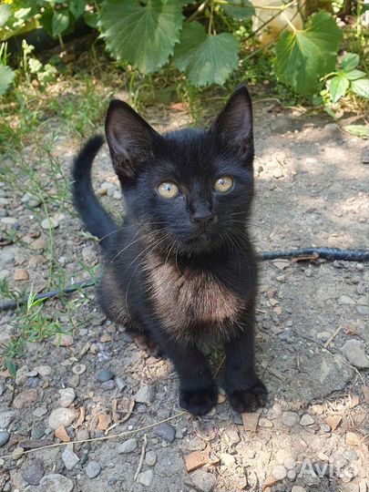 Котенок Чара из приюта