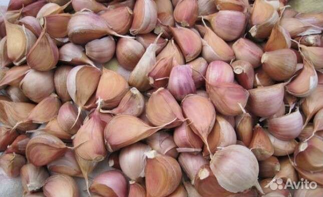 Семена чеснока