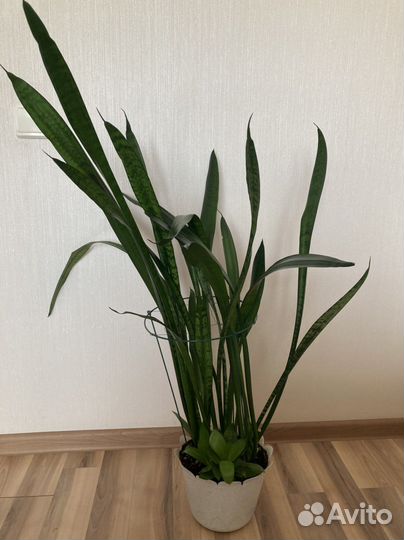 Сансевиерия