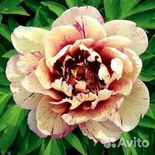 Пион Ол зет джаз