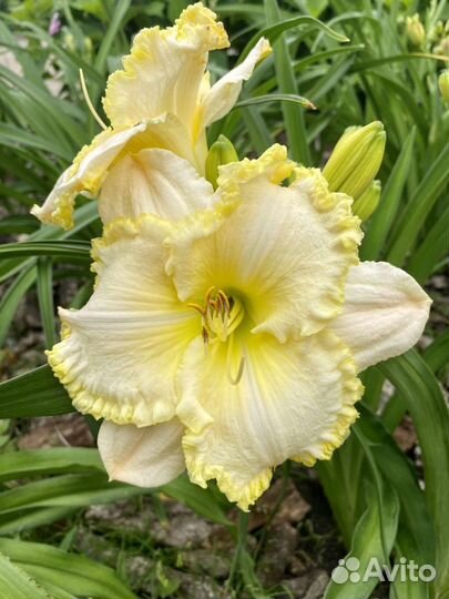 Лилейники коллекционные