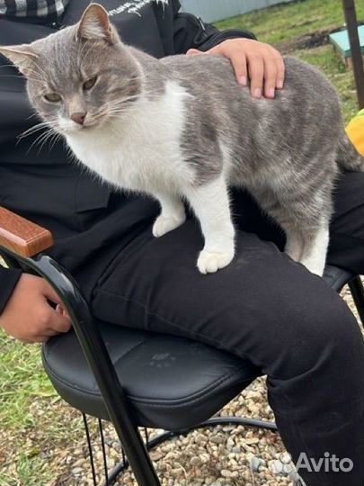 Дачные котики