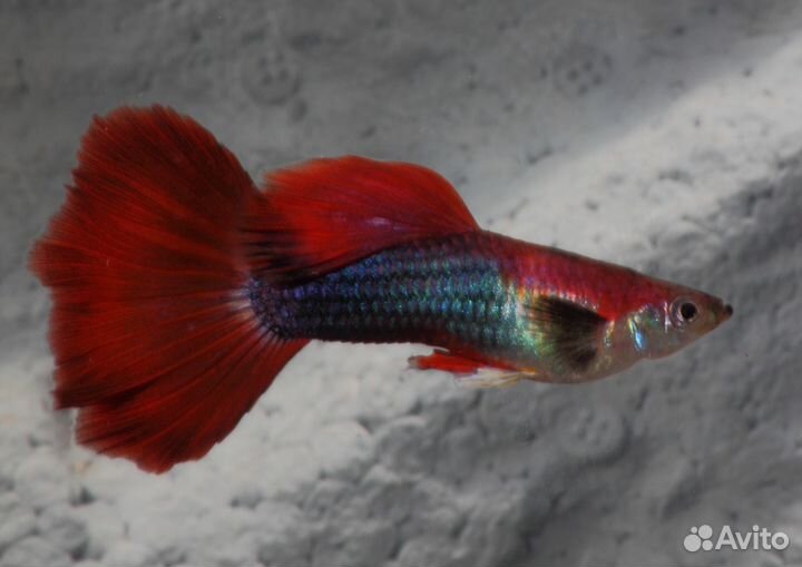 Гуппи. Аквариумные рыбки. Растения. Аквариум. Фон