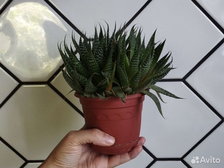 Суккулент хавортия