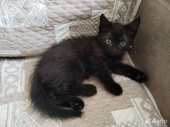 Котята в добрые руки бесплатно