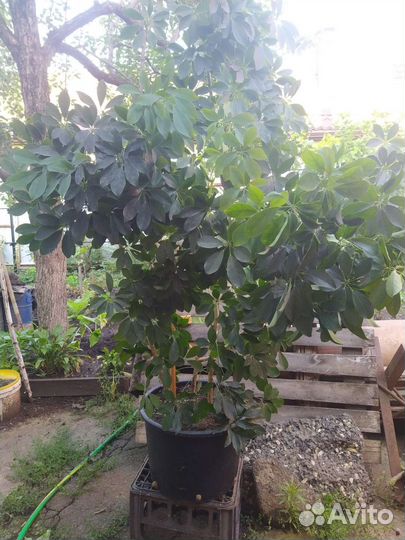 Цветок шефлера 5000.бегония 500 и 800