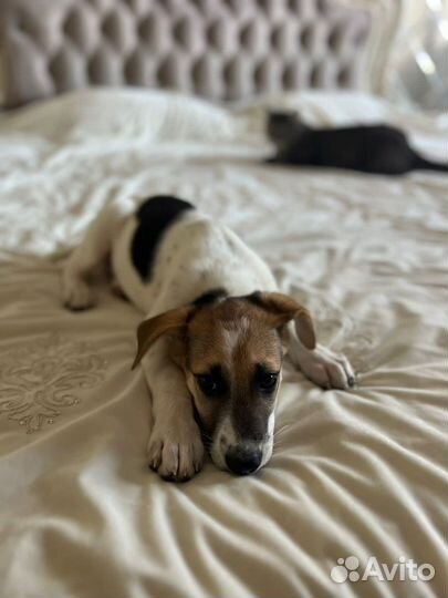 Собаки бесплатно в добрые руки