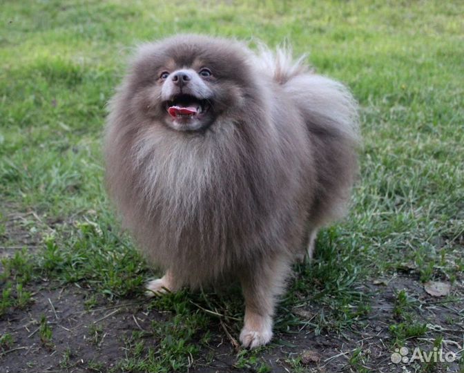 Лиловый Изюмчик-Изя