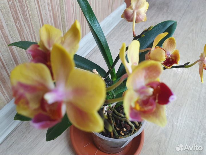 Орхидея фаленопсис цветущая бабочка трилипс пелор