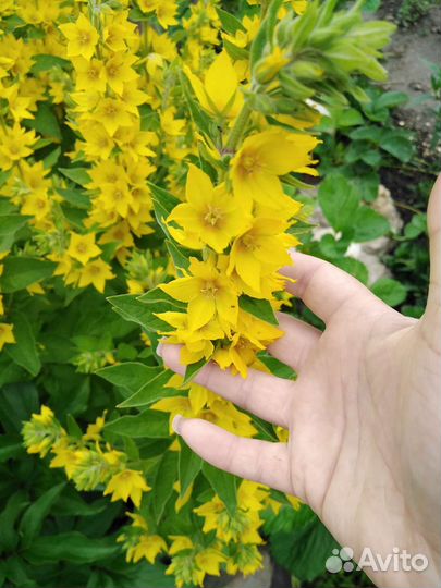 Садовые цветы