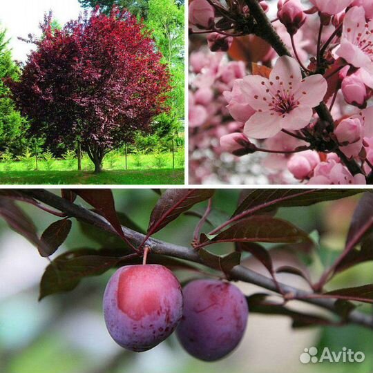 Саженцы (краснолистной) сливы и алычи