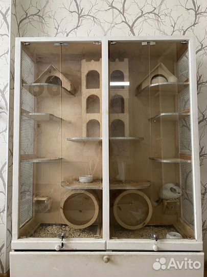 Шиншиллы с витриной