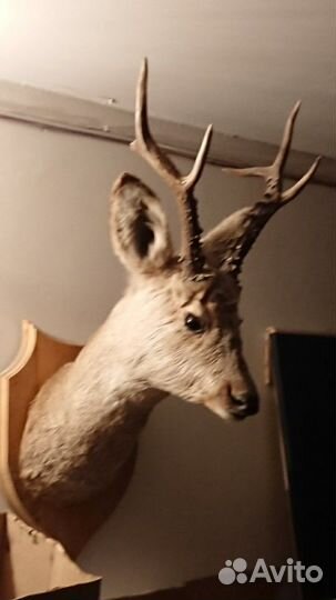 Чучело головы косули