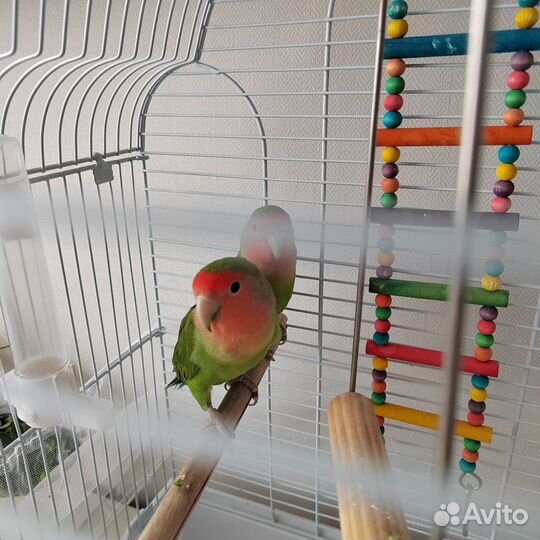 Попугаи неразлучники