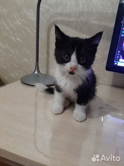 Котята
