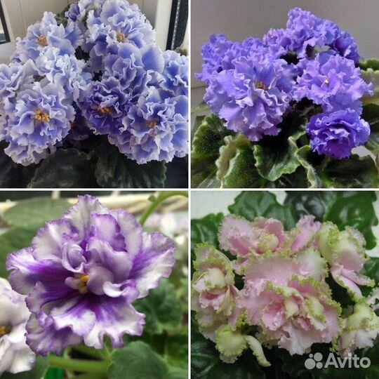 Детки и стартеры сортовых фиалок