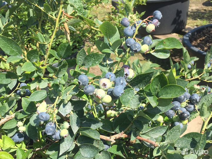 Ягода голубики