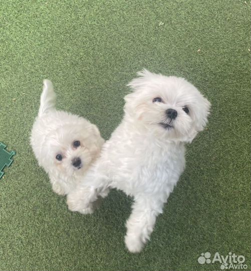 Зоогостиница.Передержка животных.Догситтер