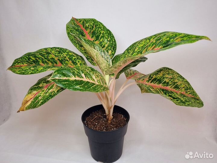 Аглаонема спринг ред