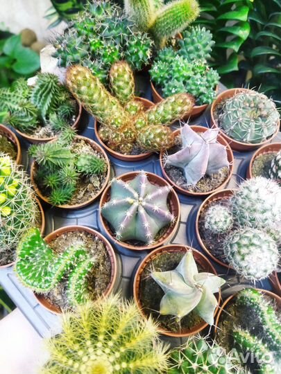 Кактусы и суккуленты