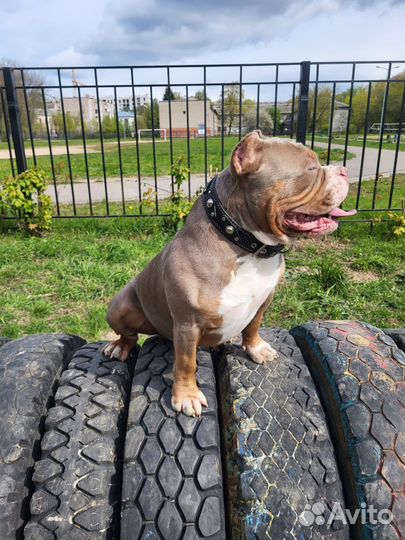 Американский булли покет вязка