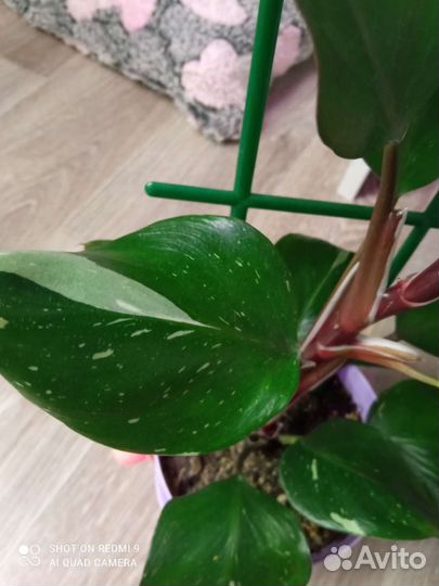 Филодендрон