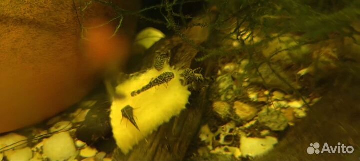 Сомики анциструсы