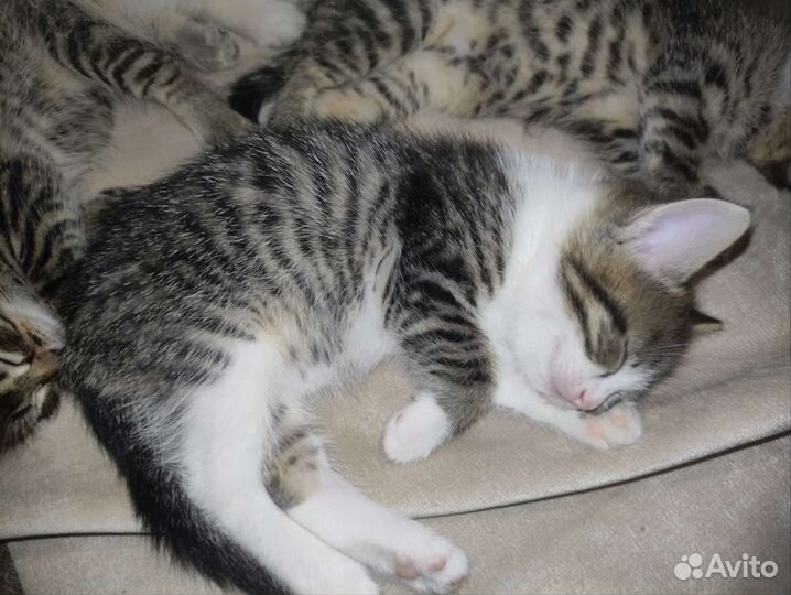 Кошка в дар