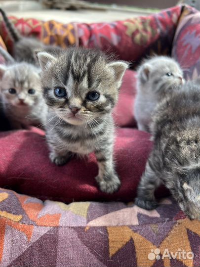 Британские котята