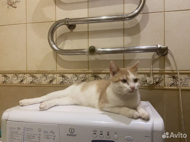 Отдам кота в добрые руки