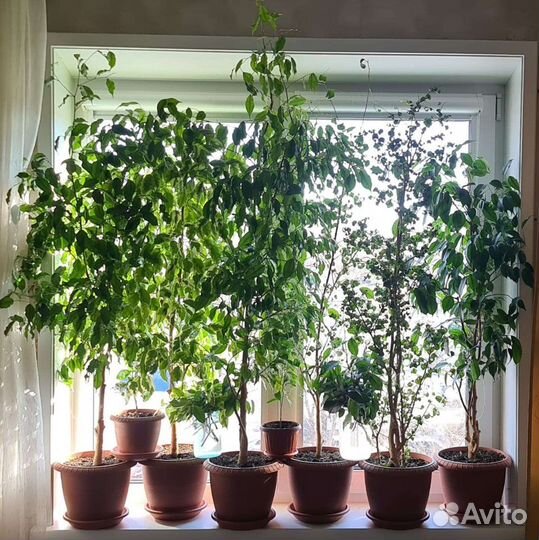 Фикус Бенджамина разных сортов