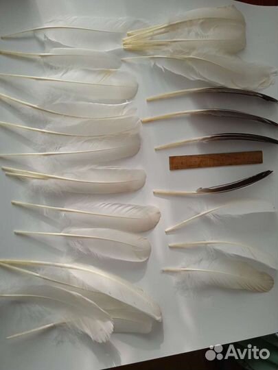 Перья разных птиц