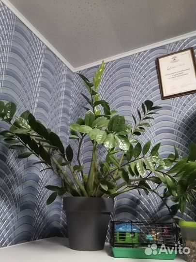 Замиокулькас