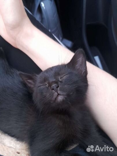 Кошка в дар бесплатно