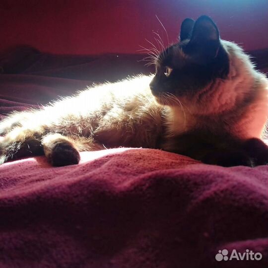 Передержка