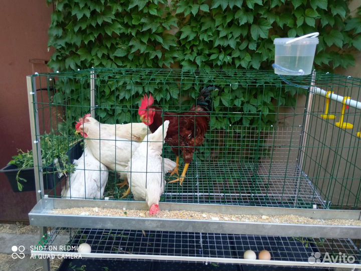 Клети для кур и бройлеров