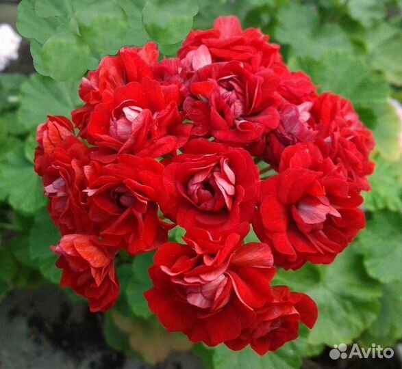 Герани сортовые