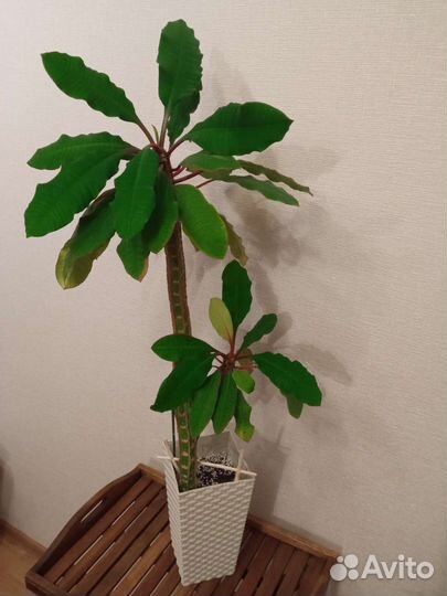 Взрослые большие цветы растения