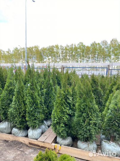 Туя Смарагд 80 см